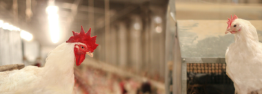 Development of a vaccination program in breeders requires comprehensive diagnosis