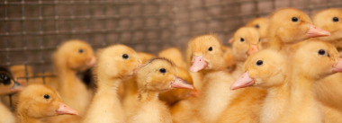 An overview of the nutritional requirements for Ducks