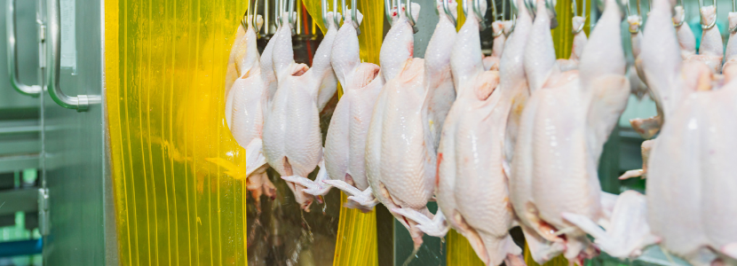 USDA FSIS releases new guideline to control Campylobacter in raw poultry