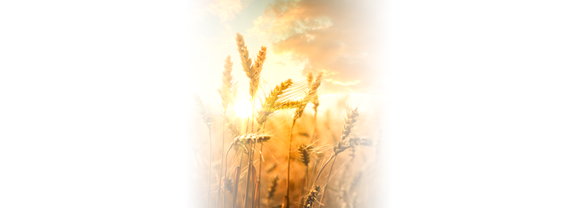 Tras el último WASDE, el trigo lidera las subidas de materias primas agroalimentarias