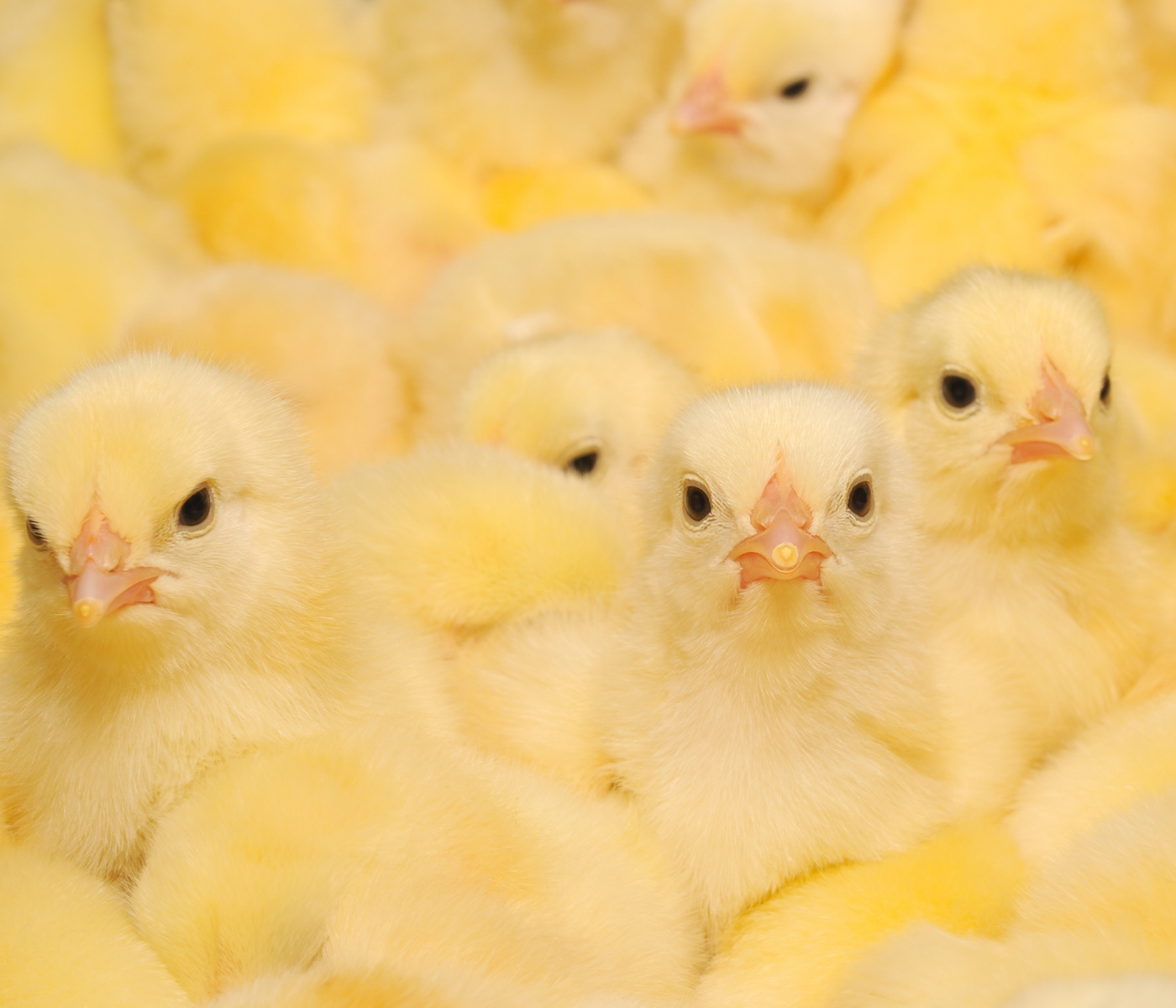 Quality chicks born in the hatchery: care and monitoring that make a difference