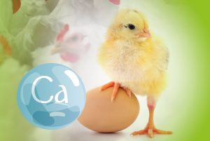 En el metabolismo del calcio, reproductoras y pollos forman una...