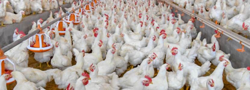 Argentina: Se prevé aumento de 20% en exportaciones de pollo para el 2022