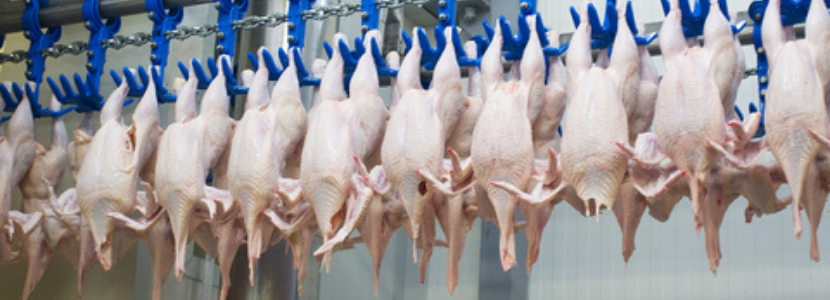 ABPA projeta crescimento de 7,5% nas exportações e de 2% no consumo doméstico de frango