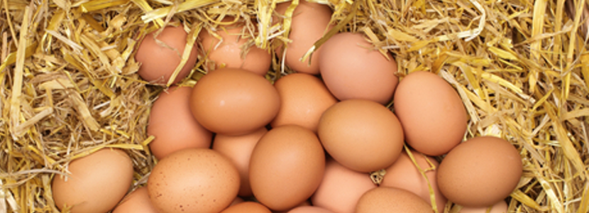 New IEF manual for emerging commercial egg producers