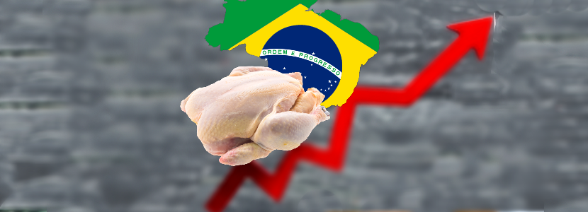 exportaciones-brasilenas-pollos-ingresos-aumentan-361-agosto-2021