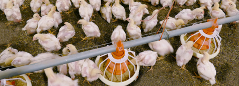 Guatemala-intensifica-esfuerzos-resguardar-industria-avícola