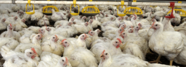 Paraguay exhibe crecimiento para sus exportaciones de carne de ave en 2021