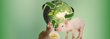 Sustentabilidade na produção animal