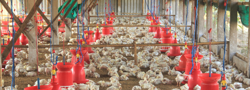 New rules put more responsibility on small and medium poultry...