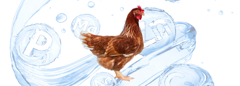 Oligoelementos em galinhas poedeiras: 5 razões pelas quais você deve usar formas orgânicas