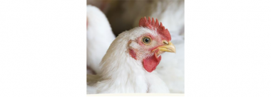Curso especializado en línea en español: Salud y producción de pollo de engorde