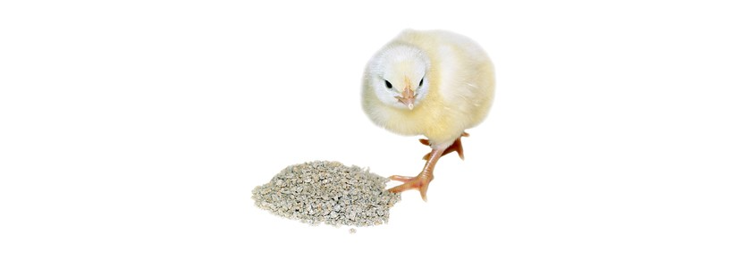 Participación de los ingredientes usados en avicultura sobre la salud intestinal