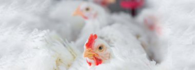 Imagen Revista Bird flu outbreaks in two south-east locations of Russia