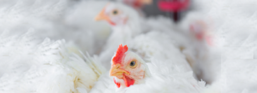 El modelo “low-cost” de producción de pollos salta por los aires ante el vertiginoso aumento de los costes de producción