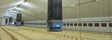 ¿Por qué la ventilación mínima es importante en los galpones avícolas?