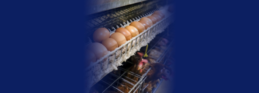 Aditivo prebiótico UNIWALL® MOS 25 via alimento para galinhas em...