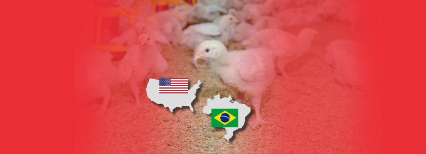 Vedação e isolamento de granjas de frangos de corte: um comparativo entre Estados Unidos e Brasil