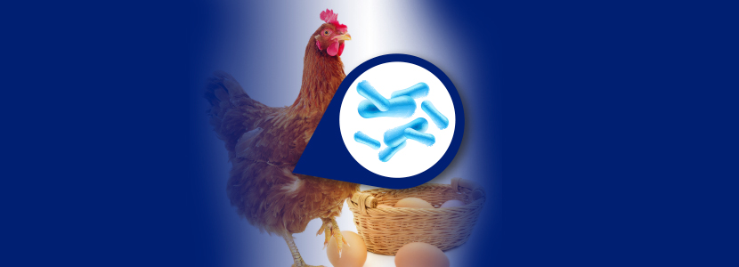 Influência do GalliPro® MS no Bem-estar das aves e qualidade de ovos
