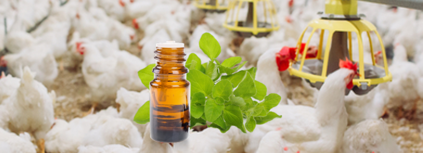 Investigación sobre el efecto de la adición de aceite esencial de orégano en dietas de pollo de engorde