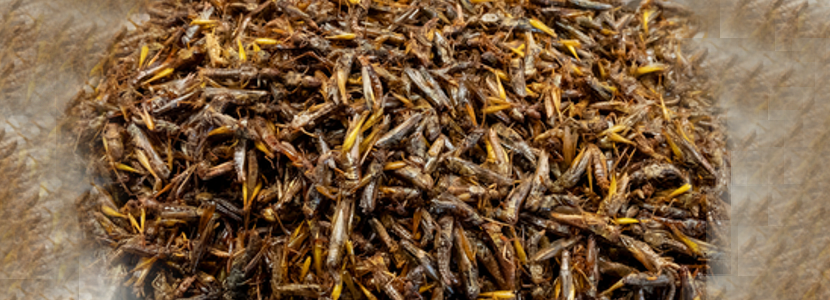 Compilado sobre la utilización de insectos en la alimentación avícola