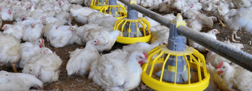 avicultura-uruguaya-invierte-en-estatus-sanitario-y-apuesta-crecimiento-sostenible