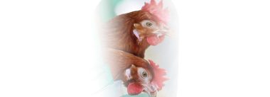 Iamgen Revista La dirección del bienestar animal en avicultura: Ponedoras
