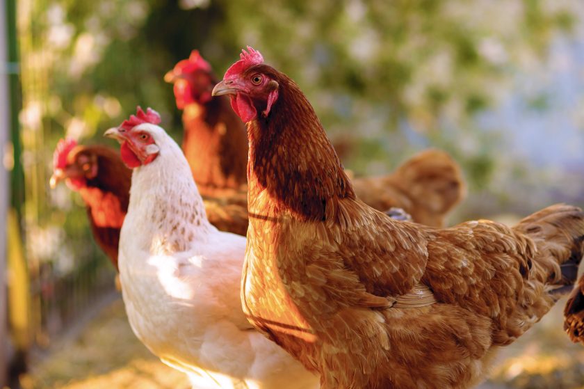 Global poultry markets