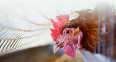 Iamgen Revista Time-restricted feeding in commercial layer hens improves egg quality