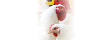 Imagen Revista Recomendaciones nutricionales Reproductoras Pesadas