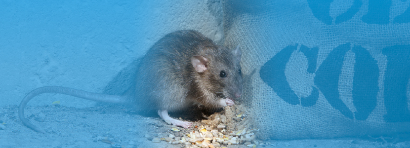 Claves para el control eficaz y seguro de las infestaciones de roedores