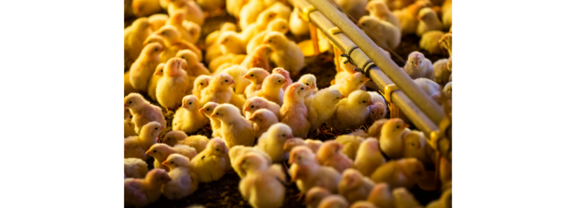 Clima quente alerta avicultores sobre a Doença de Gumboro