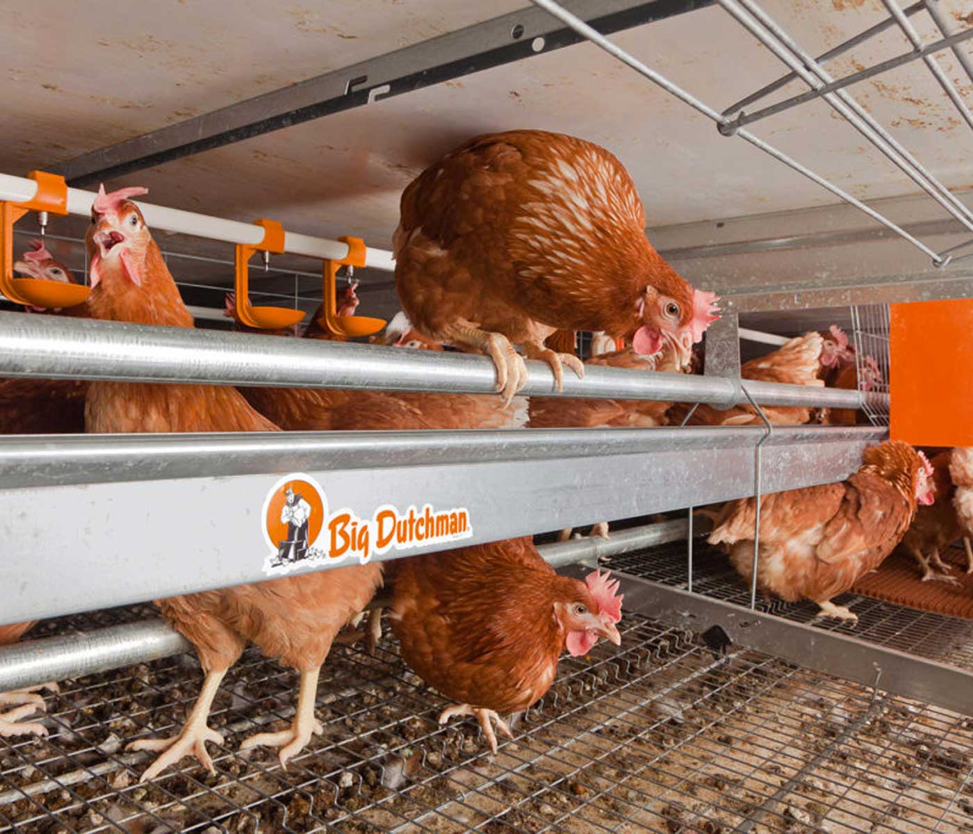 Avícola Tratante amplía sus instalaciones para la producción de huevo tipo 2 junto a una empresa de referencia como es Big Dutchman