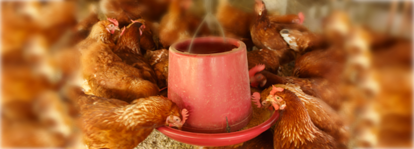 macroalgas-nuevo-ingrediente-formulación-dietas-gallinas-ponedoras
