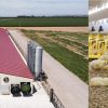 NEW FARMS, Naves de Broilers
