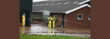 Influenza Aviária: Países Baixos reportam mais um foco e 107 mil frangos são sacrificados