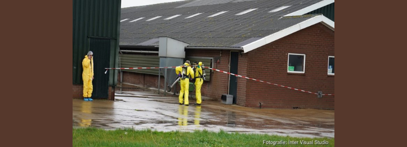 Influenza Aviária: Países Baixos reportam mais um foco e 107 mil frangos são sacrificados