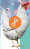 aves geneticamente modificadas biorreatores