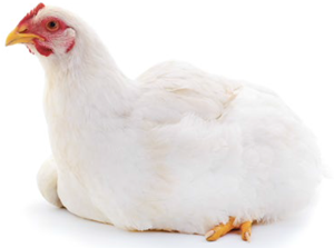 aves geneticamente modificadas biorreatores
