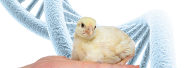 Iamgen Revista Aves Geneticamente Modificadas como Novos Biorreatores