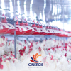 Biosseguridade e redução da contaminação microbiológica na avicultura