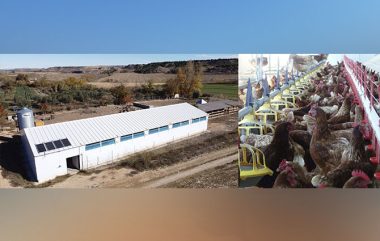 NEW FARMS, Naves para ponedoras