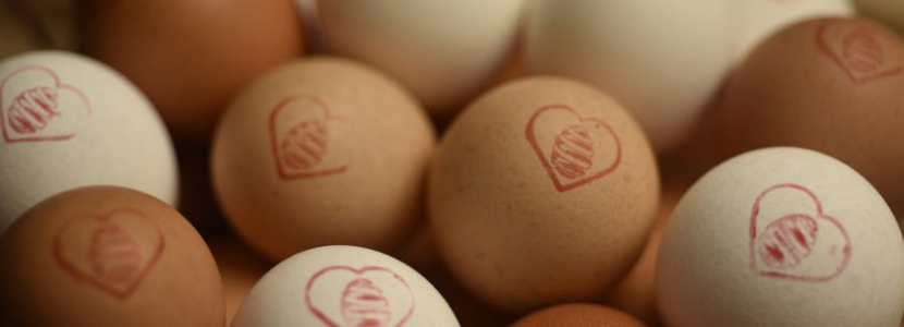 mantiqueira ovos exportados