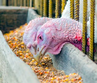 Imagen Revista El manejo de la alimentación en pavos como herramienta para la mejora del rendimiento desde el arranque hasta el acabado