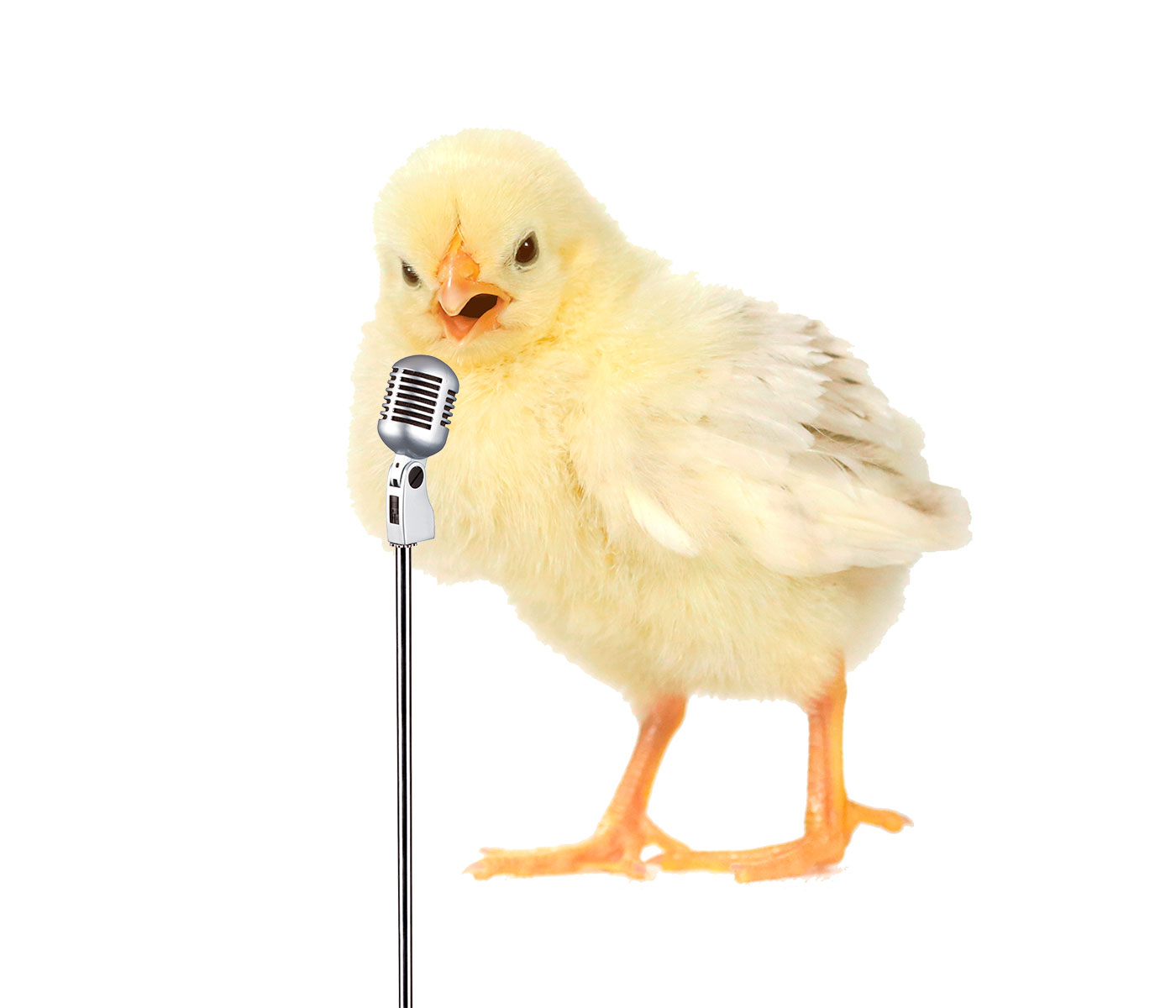 Boehringer Ingelheim Avian Radio: el podcast del sector avícola