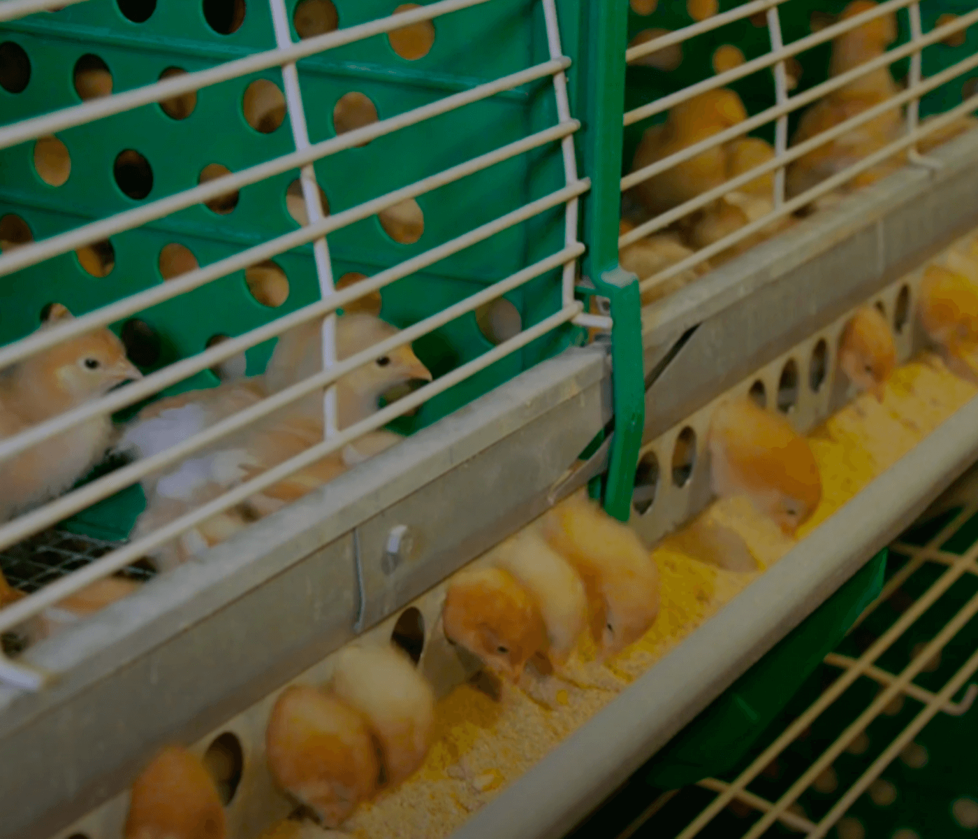 Jaulas para cría-recría diseñadas para proporcionar el mejor entorno de crecimiento y desarrollo a las aves