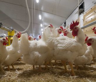 Imagen Revista Gallinas reproductoras, Granja Finet: un gran proyecto de la máxima calidad con New Farms