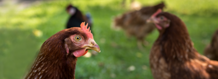 Guatemala protege avicultura familiar: Buenas prácticas de sanidad aviar
