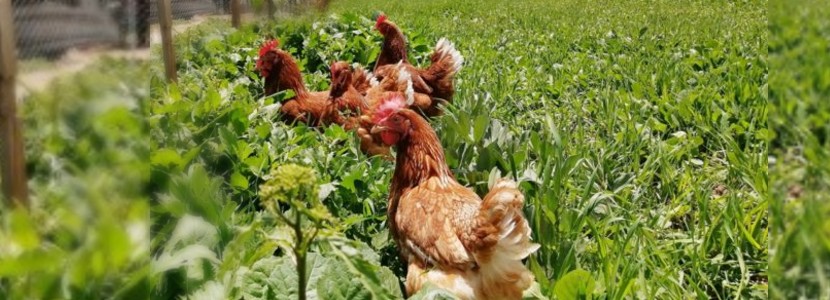 erú-granja-gallinas-ponedoras-obtiene-certificación-de-bienestar-animal