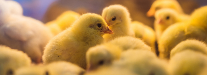 Farm Report: On-farm hatching is beneficial